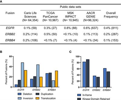 ERBB family fusions are recurrent and actionable oncogenic targets across cancer types